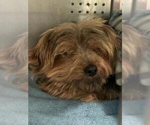 Mutt Dogs for adoption in Rancho Cucamonga, CA, USA