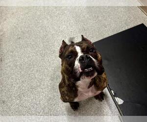 Staffordshire Bull Terrier-Unknown Mix Dogs for adoption in Fort Collins, CO, USA