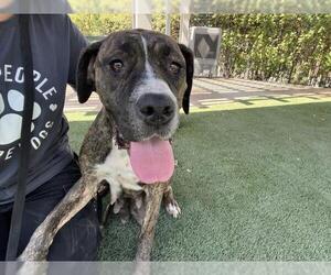 Bullboxer Pit Dogs for adoption in Corona, CA, USA