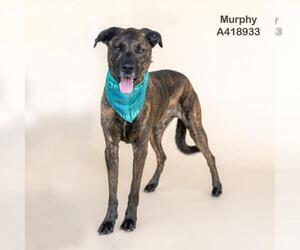 Staffordshire Bull Terrier Dogs for adoption in Conroe, TX, USA