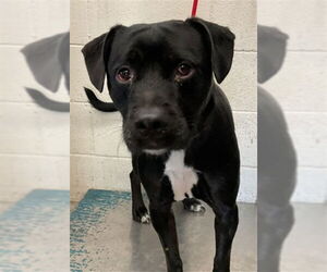 American Pit Bull Terrier-Unknown Mix Dogs for adoption in San Bernardino, CA, USA