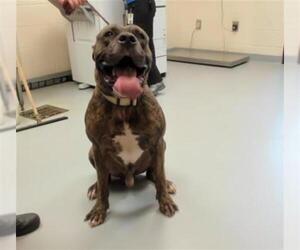 Mastiff Dogs for adoption in Fayetteville, NC, USA