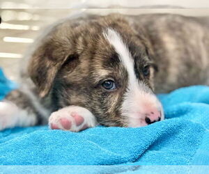 Mutt Dogs for adoption in Omaha, NE, USA