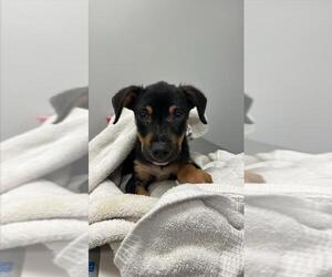 Australian Shepherd-Unknown Mix Dogs for adoption in Corpus Christi, TX, USA