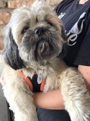 Shih Apso Dogs for adoption in Claremore, OK, USA