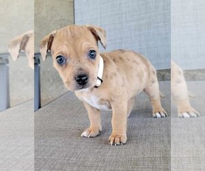 French Bullhuahua Dogs for adoption in Corona, CA, USA