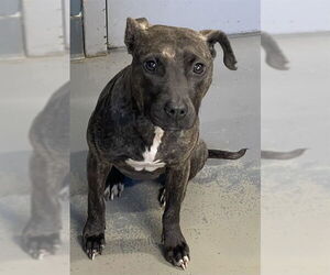 American Staffordshire Terrier-Unknown Mix Dogs for adoption in Tallahassee, FL, USA