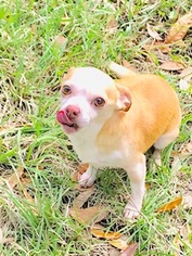 Chihuahua Dogs for adoption in Tampa, FL, USA