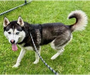 Siberian Husky-Unknown Mix Dogs for adoption in Derwood, MD, USA