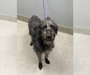 Irish Wolfhound-Unknown Mix Dogs for adoption in Las Vegas, NV, USA