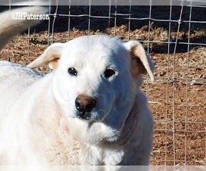 Labrador Retriever Dogs for adoption in Scottsdale, AZ, USA