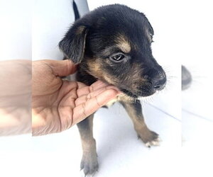 Labrador Retriever Dogs for adoption in Houston, TX, USA