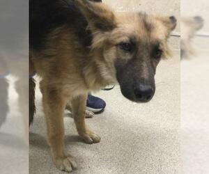 German Shepherd Dog Dogs for adoption in Riverside, CA, USA