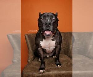 American Staffordshire Terrier-Unknown Mix Dogs for adoption in Chester, VA, USA