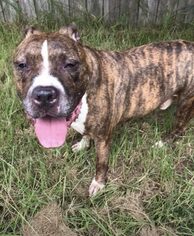 Staffordshire Bull Terrier Dogs for adoption in Jackson, MS, USA