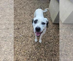 American Bulldog-Saint Bernard Mix Dogs for adoption in London, Ontario, Canada