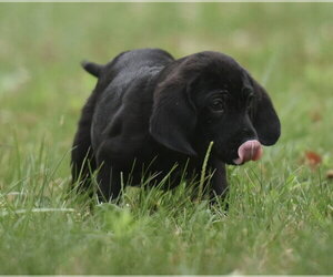 Retriever -Unknown Mix Dogs for adoption in Mechanicsburg, PA, USA