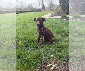 Labrador Retriever-Unknown Mix Dogs for adoption in Aurora, IN, USA