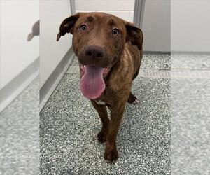 Bullmastiff-Unknown Mix Dogs for adoption in Salisbury, NC, USA