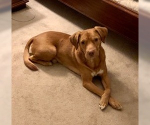 Chinese Shar-Pei-Unknown Mix Dogs for adoption in North Richland Hills, TX, USA