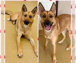 Gerberian Shepsky Dogs for adoption in Derwood, MD, USA