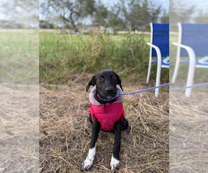Lab-Pointer Dogs for adoption in Brewster, NY, USA