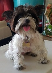 Shih Tzu-Unknown Mix Dogs for adoption in Mobile, AL, USA
