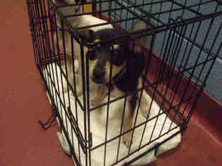 Chihuahua Dogs for adoption in Murfreesboro, TN, USA