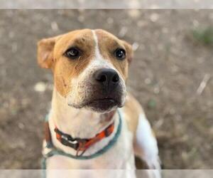 American Pit Bull Terrier-Unknown Mix Dogs for adoption in Tulsa, OK, USA