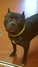 American Pit Bull Terrier Dogs for adoption in Accident, MD, USA