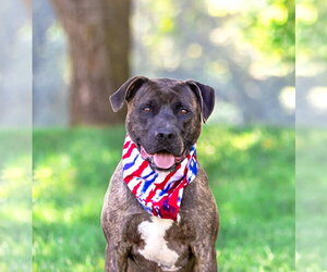 Mutt Dogs for adoption in Unionville, PA, USA