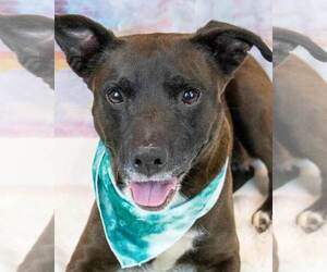 Labrador Retriever-Unknown Mix Dogs for adoption in Kennesaw, GA, USA