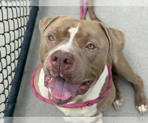 Mutt Dogs for adoption in Tulsa, OK, USA