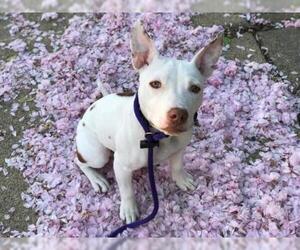 American Pit Bull Terrier-Bull Terrier Mix Dogs for adoption in White Marsh, MD, USA
