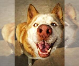 Siberian Husky Dogs for adoption in Cedar Crest, NM, USA