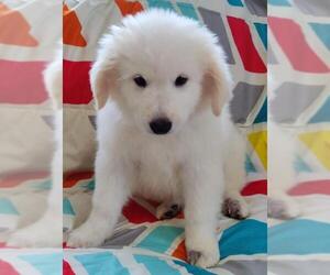 Great Pyrenees Dogs for adoption in St. Louis Park, MN, USA