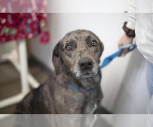 Catahoula Leopard Dog-Mountain Cur Mix Dogs for adoption in Mountain Home, AR, USA