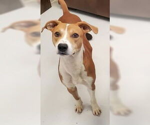 Mutt Dogs for adoption in Mt. Gilead, OH, USA