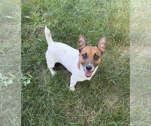 Jack Russell Terrier-Unknown Mix Dogs for adoption in Chico, CA, USA