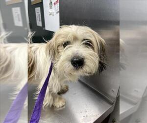 Havanese-Unknown Mix Dogs for adoption in Woodland, CA, USA