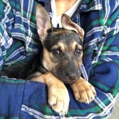 German Shepherd Dog Dogs for adoption in Pleasant Hill, CA, USA