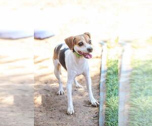 Beagle-Chihuahua Mix Dogs for adoption in El Cajon, CA, USA
