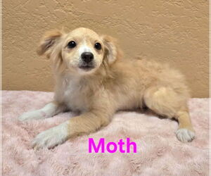 Chiranian Dogs for adoption in Modesto, CA, USA