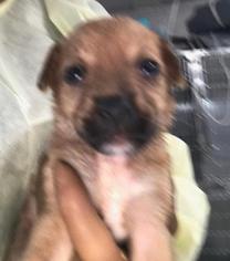 Medium Photo #1 Dachshund Puppy For Sale in Freeport, FL, USA