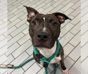 Mutt Dogs for adoption in Boston, MA, USA