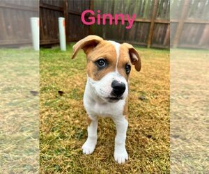 Jack Russell Terrier-Unknown Mix Dogs for adoption in Katy, TX, USA