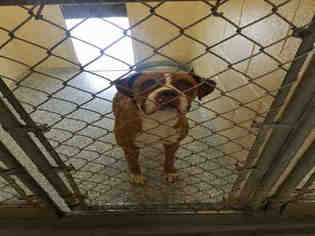 Boxer Dogs for adoption in Salisbury, NC, USA