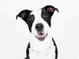 Borador Dogs for adoption in Hampton Bays, NY, USA