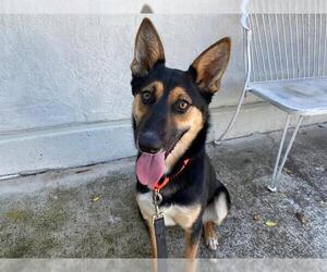 Mutt Dogs for adoption in Petaluma, CA, USA