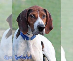 Coonhound Dogs for adoption in Mason, MI, USA